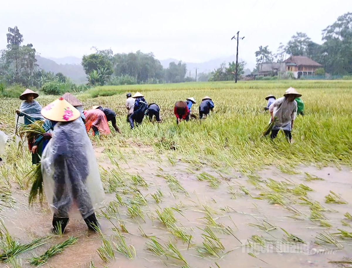 Xã Bằng Lang huy động các lực lượng giúp người dân gặt chạy lũ.