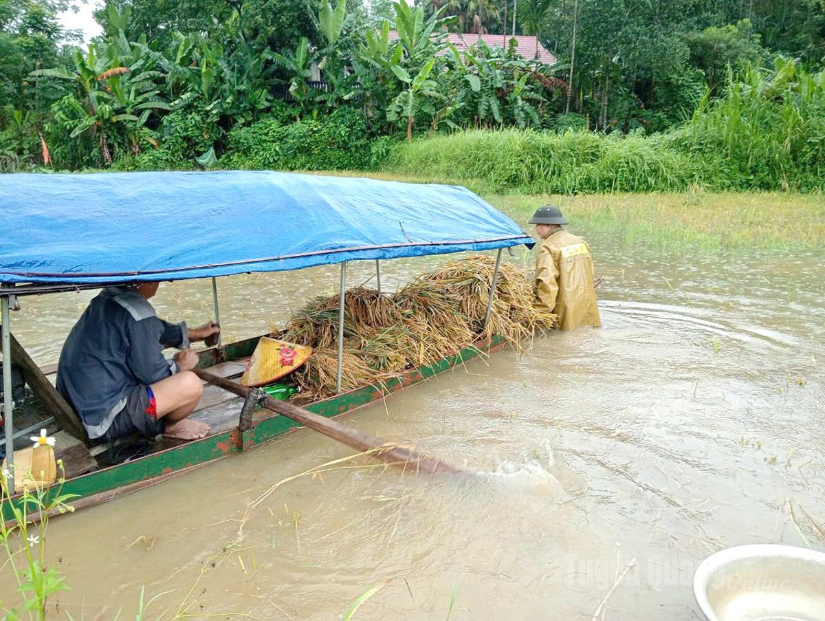 Lực lượng 4 tại chỗ xã Bắc Quang giúp người dân đưa lúa về nhà trước khi nước lũ dâng cao.