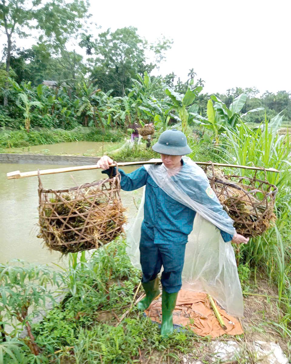 Lực lượng dân quân xã Bắc Quang giúp người dân gặt lúa chạy lũ.