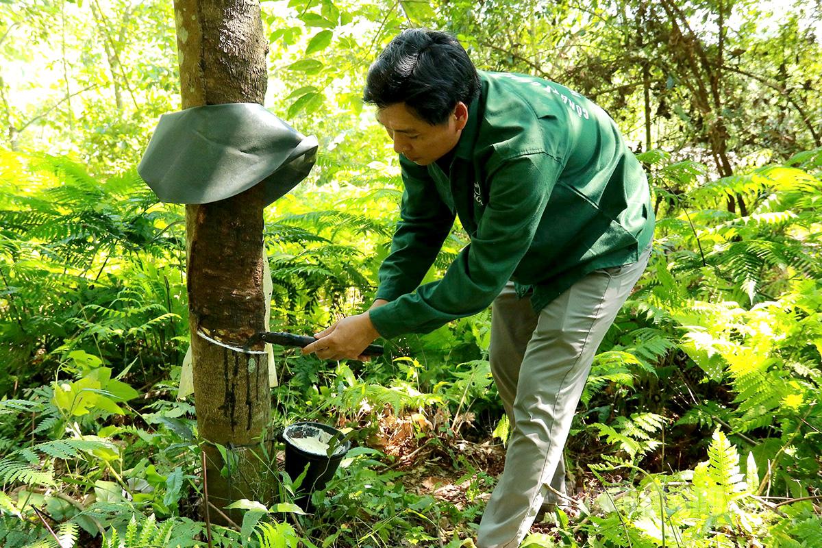 Công nhân Công ty cổ phần Cao su Hà Giang khai thác mủ cao su.  Ảnh: Hoàng Ngọc