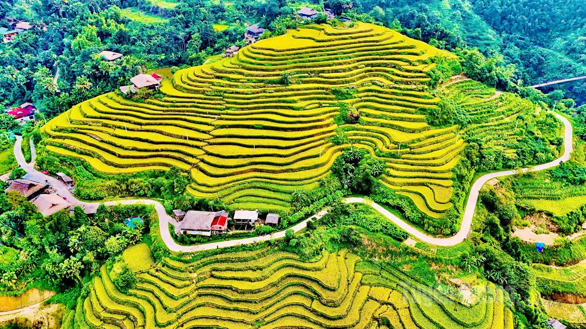 Terraced fields at the foot of the Tay Con Linh range, in Khuoi My hamlet, Ha Giang ward 1.