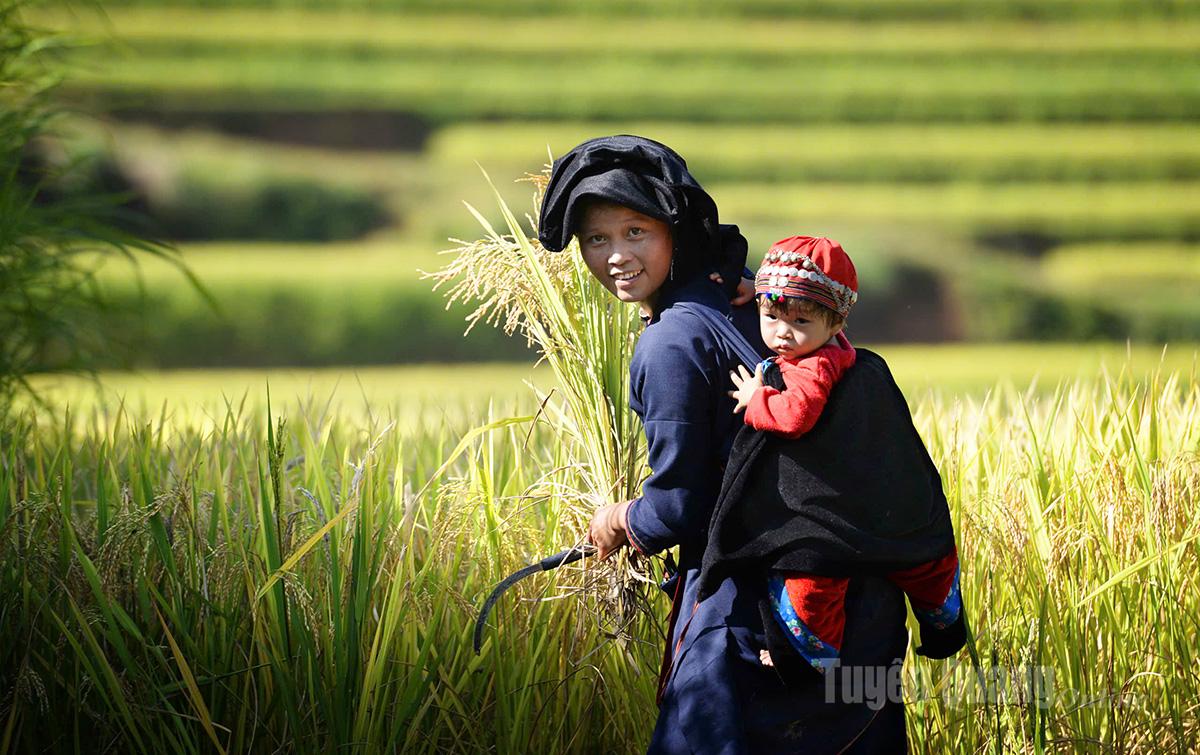 Người dân Hoàng Su Phì vui mùa lúa vàng.