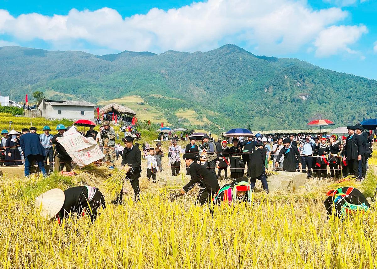 Thi gặt lúa – hoạt động hấp dẫn sẽ diễn ra tại Lễ hội “Mùa vàng - Làng nhà rêu” Xà Phìn.
