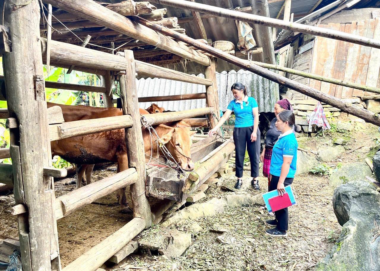 Nhiều hội viên phụ nữ xã Pà Vầy Sủ được vay vốn từ Ngân hàng Chính sách xã hội đã phát triển kinh tế hộ, vươn lên thoát nghèo.
