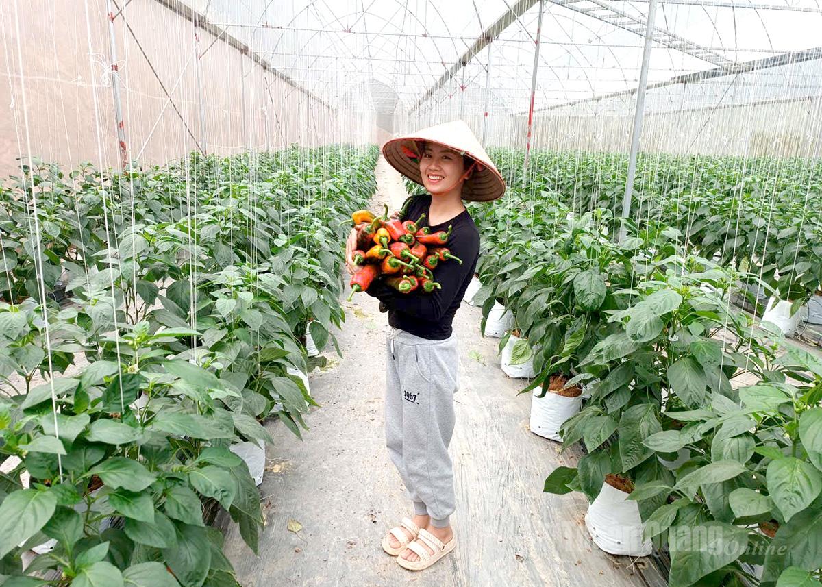 Công ty TNHH MTV Sơn Dương Green Farm
đầu tư nhà màng sản xuất ớt ngọt.