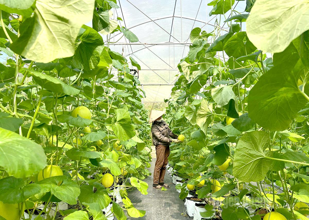 The Ichiba melon product of Kim Binh Agroforestry Cooperative is consumed both inside and outside the province.