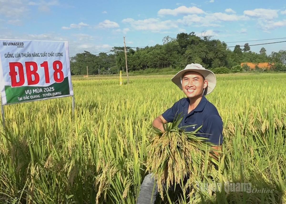 Giống lúa ĐB18 gieo cấy tại thôn Bế Triều, xã Bắc Quang cho năng suất đạt 70 tạ/ha.