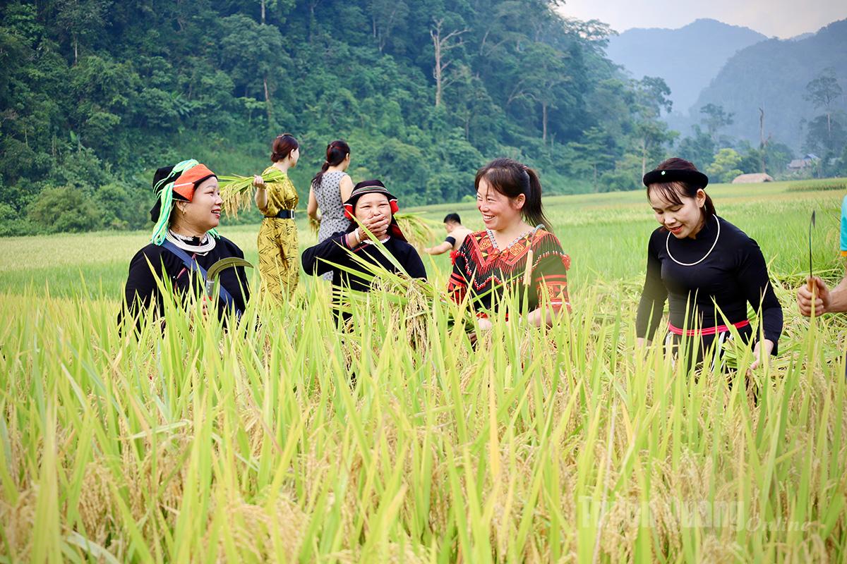 Đến với Ngày hội, du khách không chỉ được hòa mình trong không khí sôi động mà còn được cùng đồng bào các dân tộc gặt lúa, tái hiện không khí mùa gặt trên ruộng bậc thang Cao Đường.