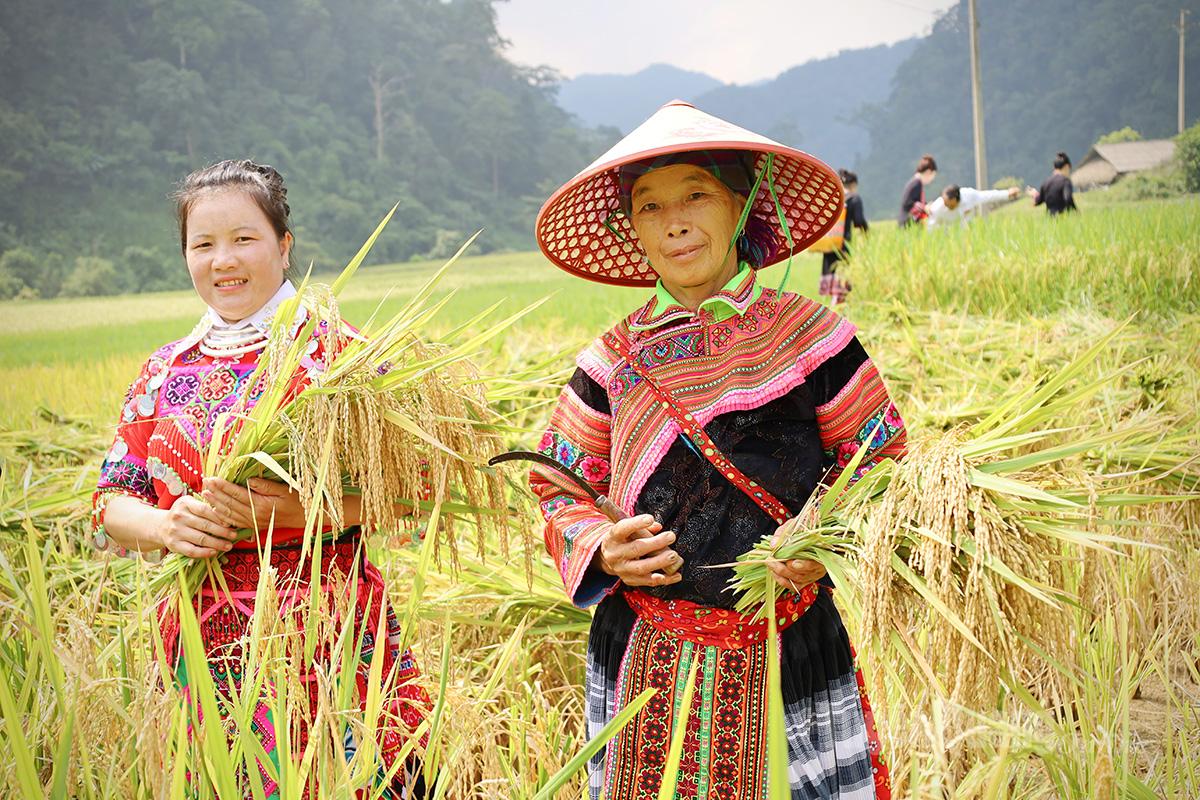 Phụ nữ dân tộc Mông trong trang phục truyền thống thu hoạch lúa chín, làm bừng sáng sắc màu giữa mùa vàng Cao Đường.