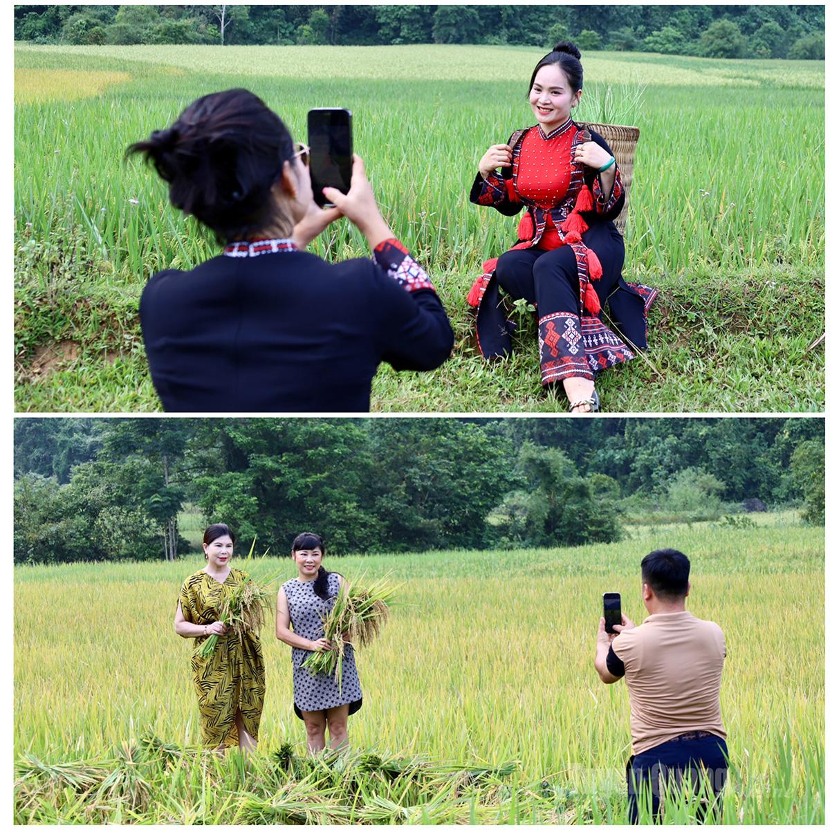 Amidst the brilliant golden landscape of ripe rice, people and visitors capture memorable moments together. Smiles and check-in photos not only preserve beautiful memories but also spread the joy of a prosperous harvest season in Cao Duong.