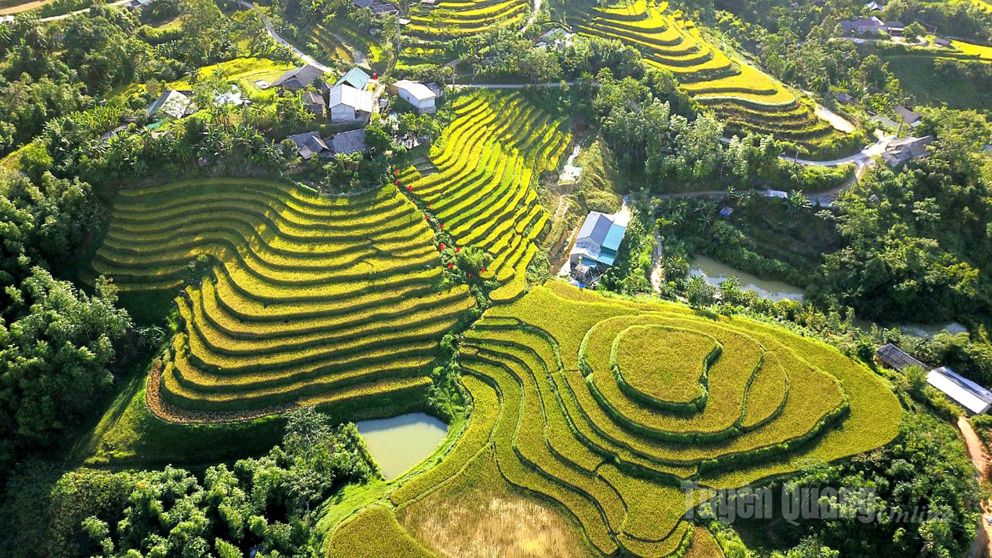 Panoramic view of the golden season on the terraced fields in Khuoi Trang hamlet, Lam Binh commune.