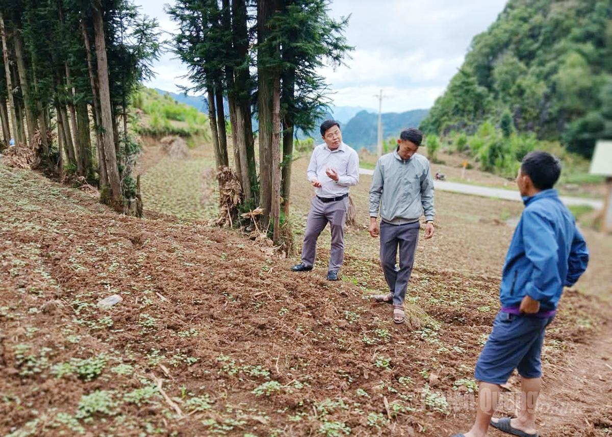 Lãnh đạo xã Lũng Cú kiểm tra khu vực trồng cây tam giác mạch trên địa bàn bàn xã.