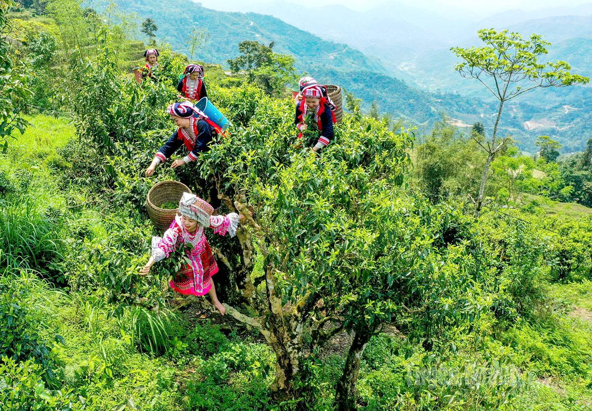 Người Dao ở xã Nậm Dịch thu hái chè Shan tuyết. Ảnh Hoàng Tính