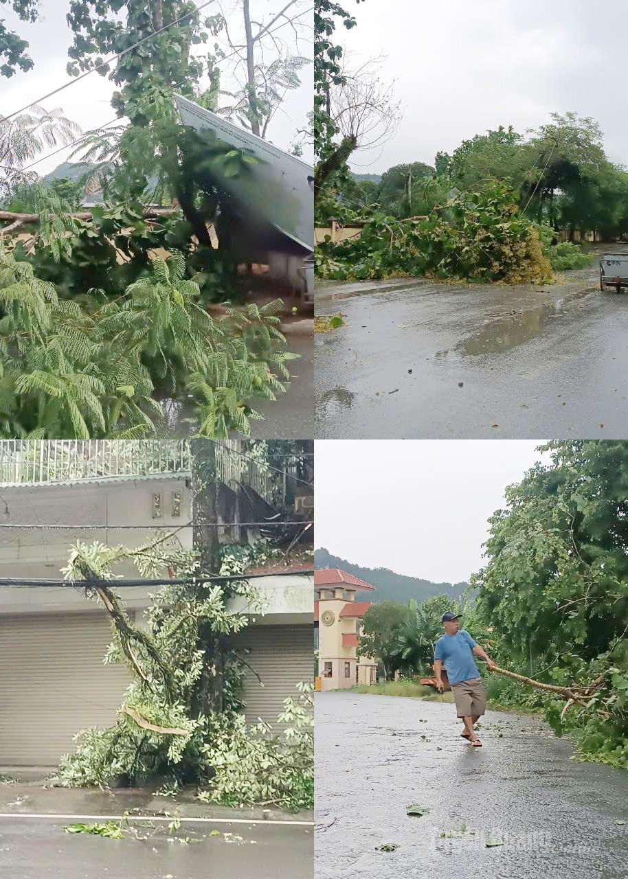 Nhiều cây xanh bị gẫy đổ.