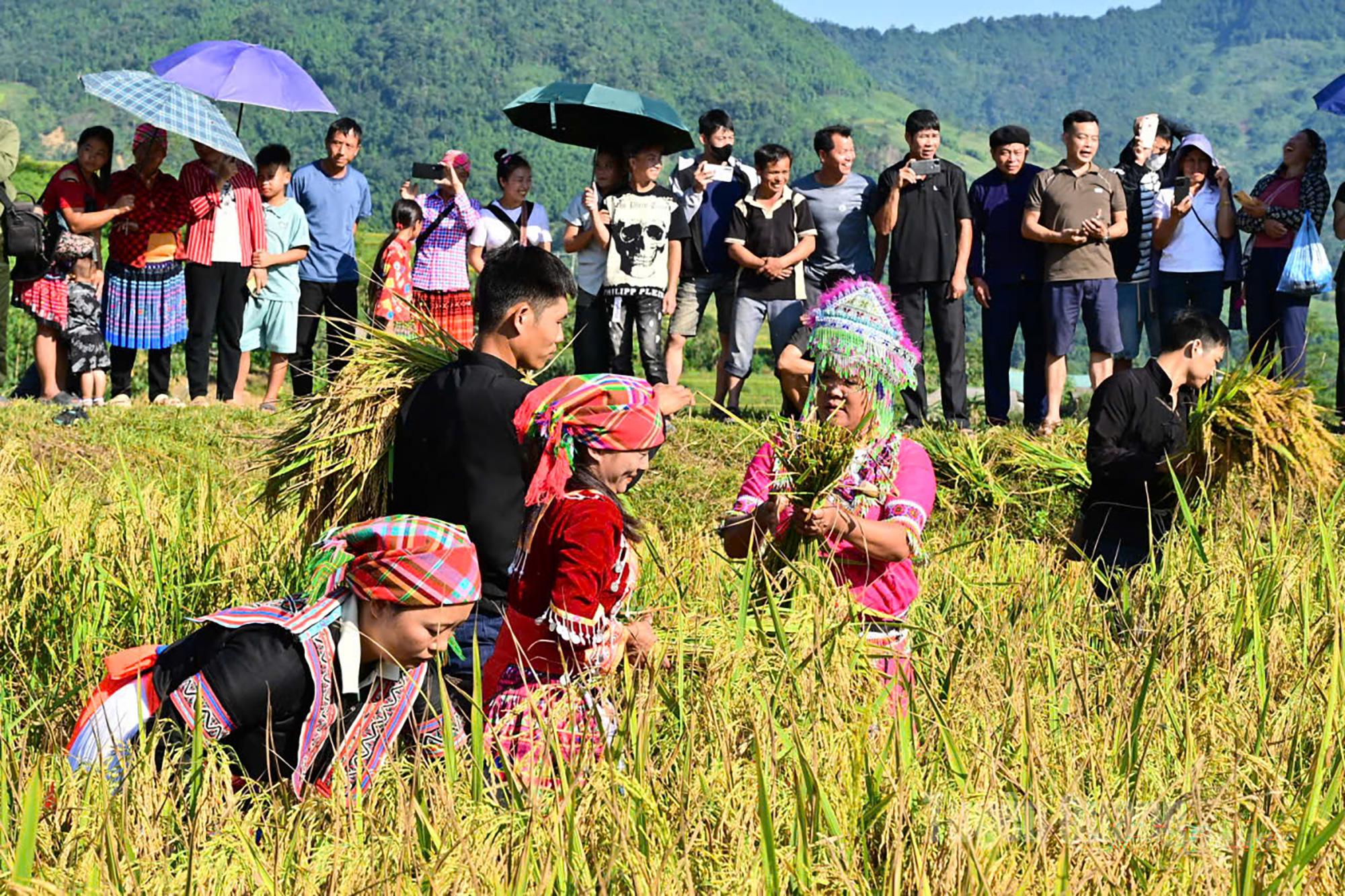 Teams competing in the fast rice harvesting contest.