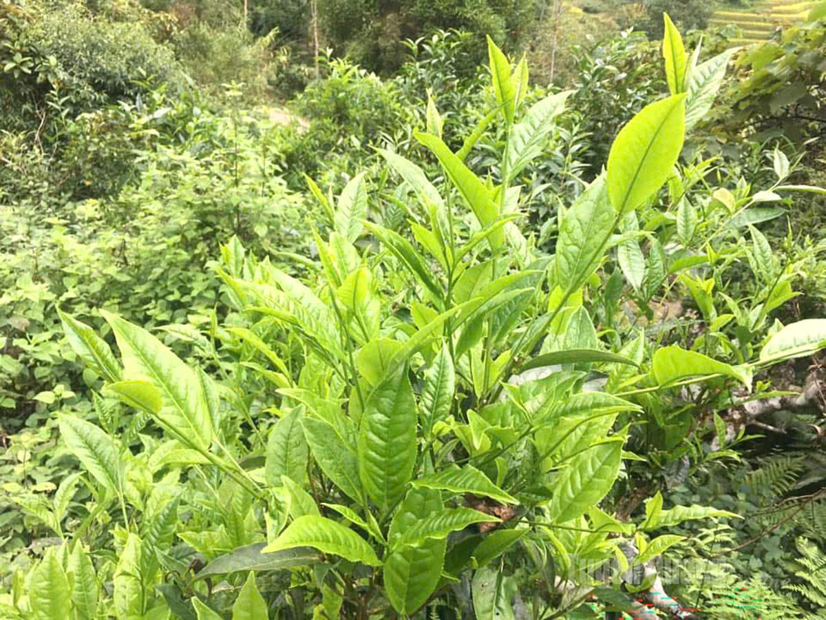 Những lá chè Shan tuyết xanh non trên dải Tây Côn Lĩnh.