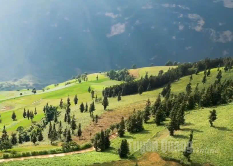 Rows of china fir trees rise proudly across the vast grassland.