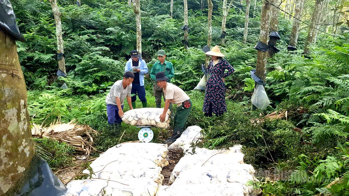 Ha Giang Rubber Joint Stock Company currently provides regular and seasonal employment for over 200 workers, primarily from local ethnic minority communities.