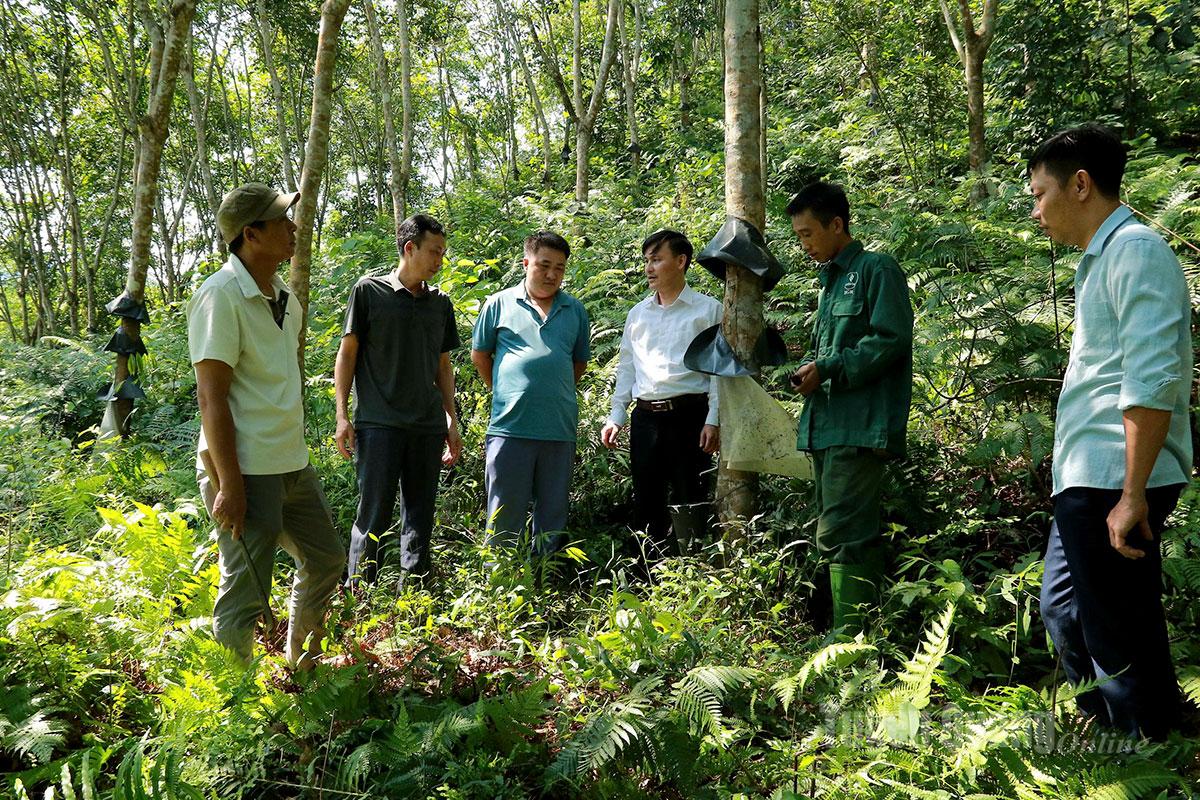 These cold-resistant rubber trees were carefully selected and have gradually adapted to the local soil, growing stably and sustainably.
