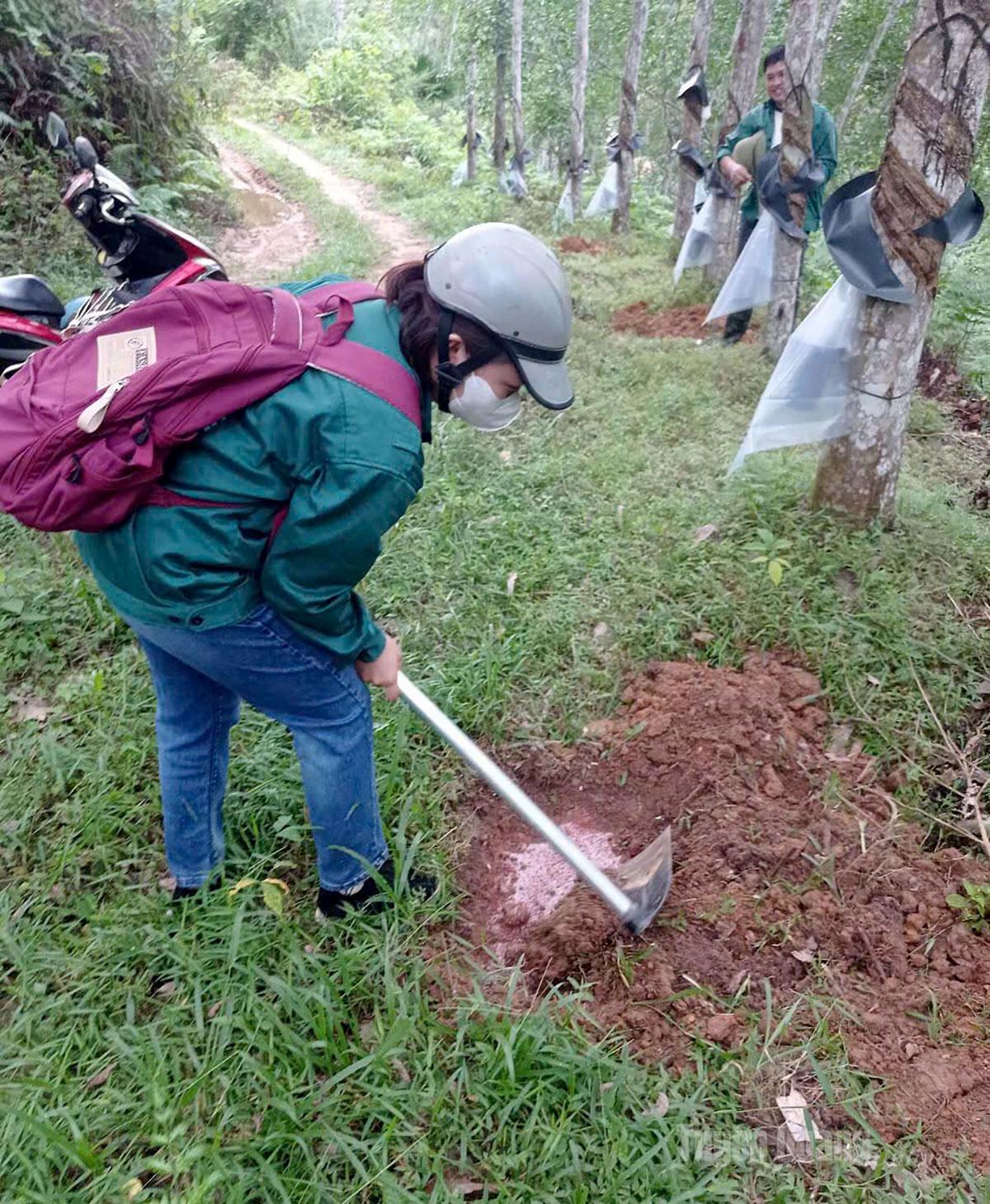Rubber tree care includes clearing gardens, fertilizing, and pest control, with special attention given to disease prevention in the region’s high rainfall conditions.