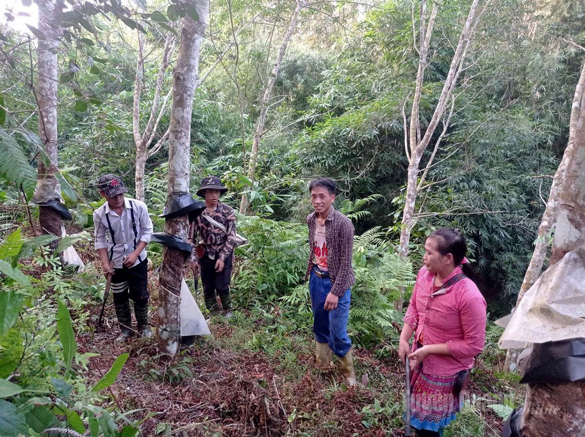 Many local people have joined Ha Giang Rubber Joint Stock Company in caring for and harvesting rubber latex seasonally, earning additional income.