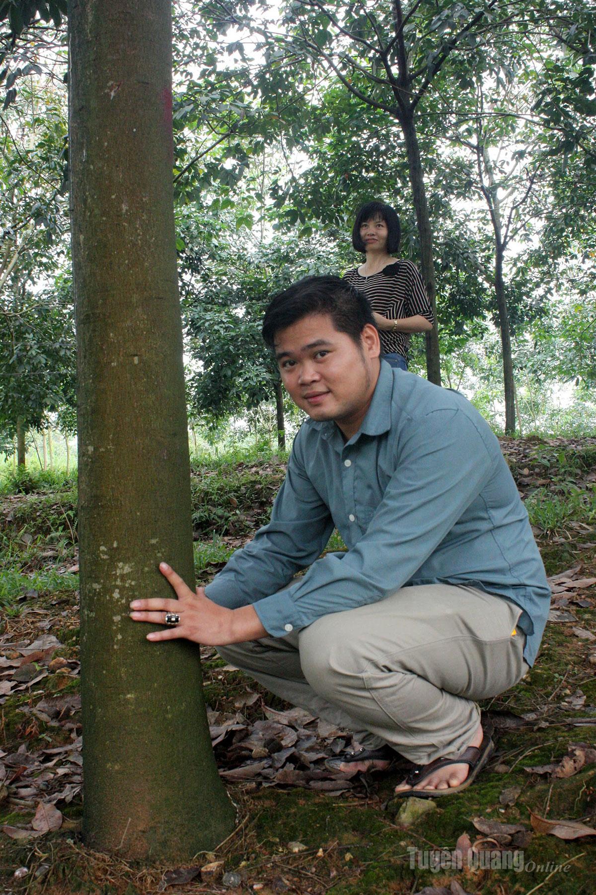 Well-tended rubber trees, after 5–7 years of growth, meet the harvesting standard with a trunk circumference of at least 50 cm.