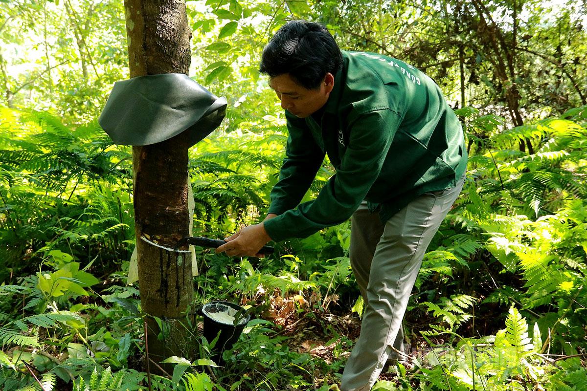 Workers use special knives to carefully scrape a thin layer of bark, following proper techniques to extract latex.