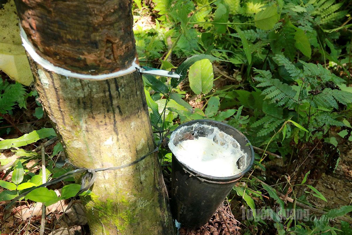 The white latex flows into buckets attached to the tree trunks. This process is repeated several times a day by workers to ensure stable output.