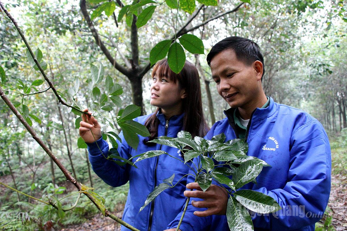 During the peak harvest season from May to December, Ha Giang rubber workers earn a steady income ranging from VND8 million to over VND10 million per person per month.