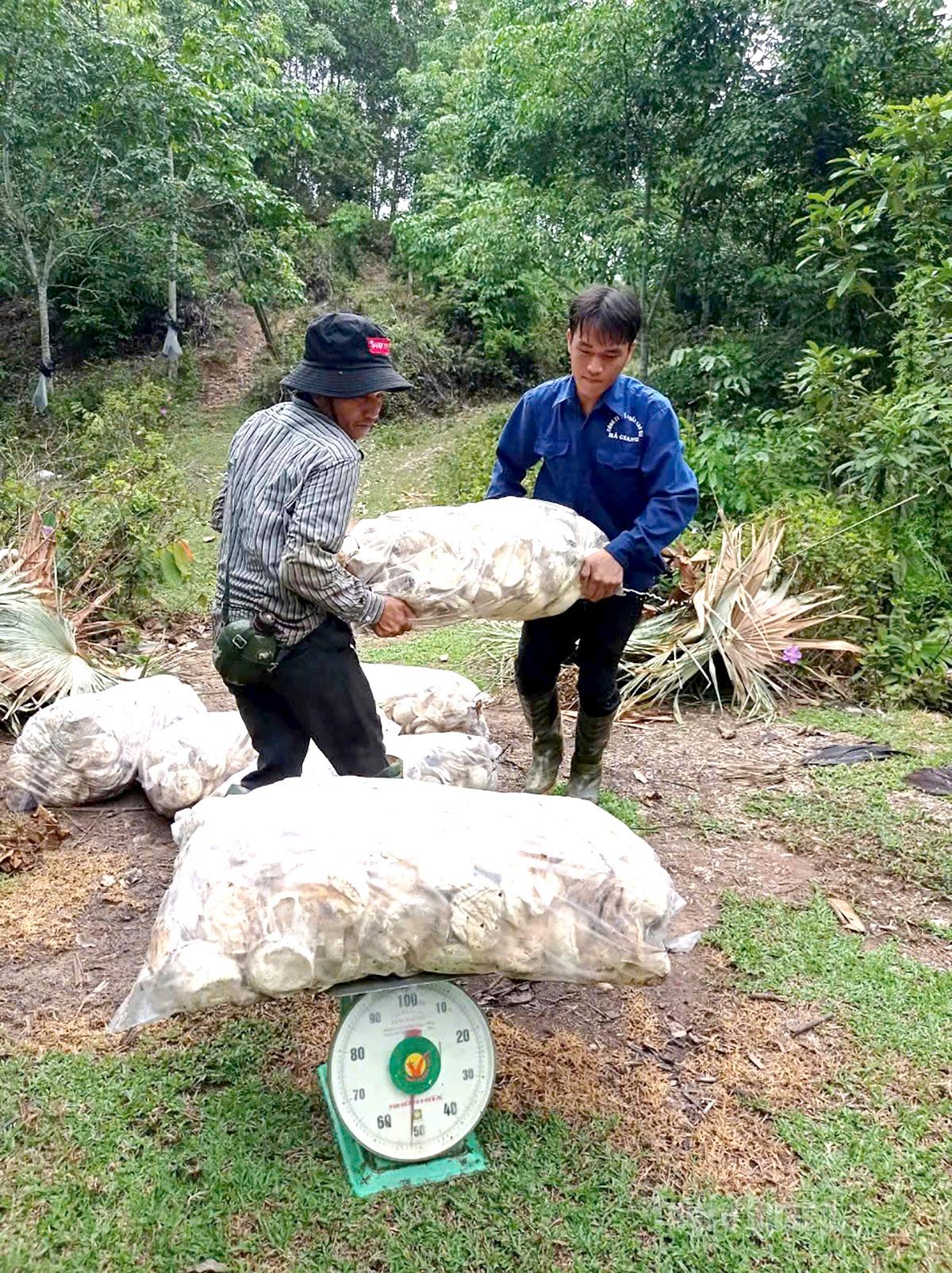 The latex is sold immediately after harvesting.
