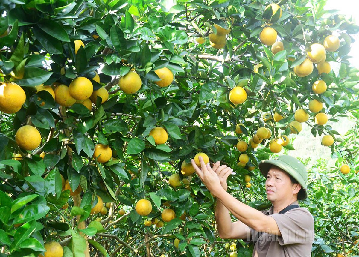Vườn cam hữu cơ của gia đình anh Lê Anh Tuấn, thôn Ngầu 1, xã Tân Mỹ được chăm sóc đúng quy trình kỹ thuật. 