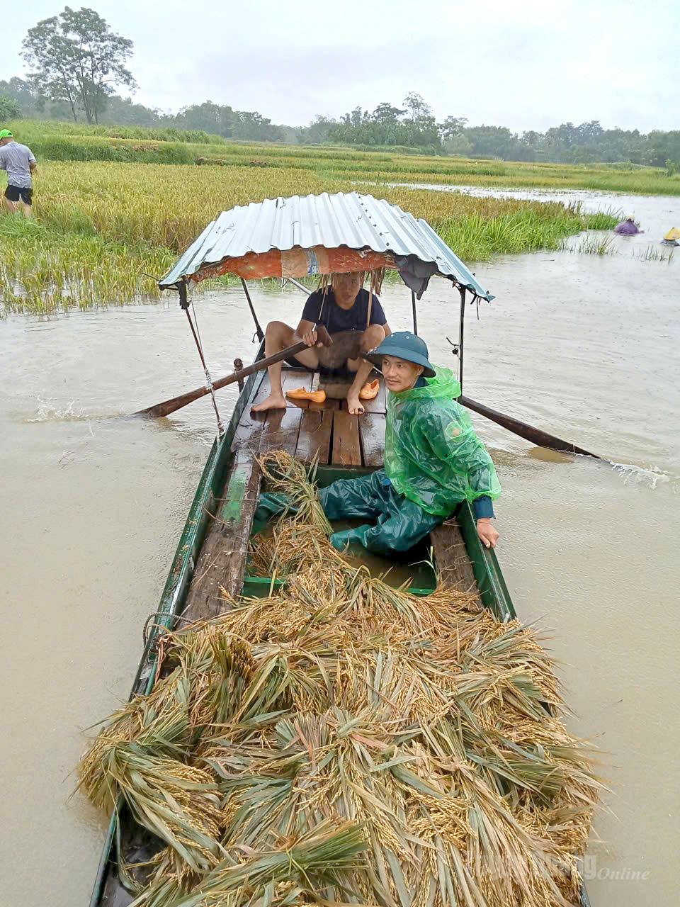 Người dân xã Bắc Quang gặt lúa chạy lũ. Ảnh Chí Cường - TTVH Bắc Quang