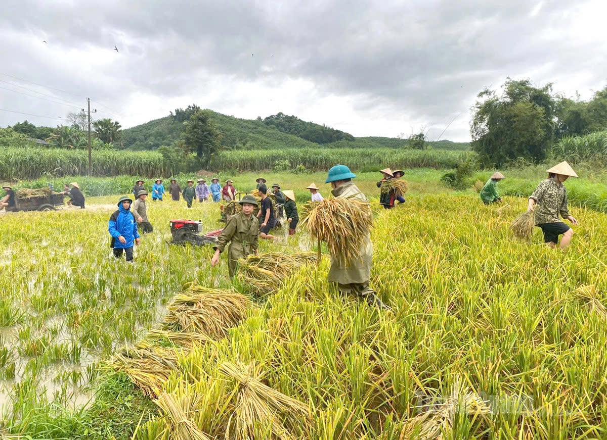 Lực lượng Công an xã Minh Thanh đang tiếp tục cùng người dân thôn Lập Binh gặt, thu gom lúa. Ảnh: Thu Hằng