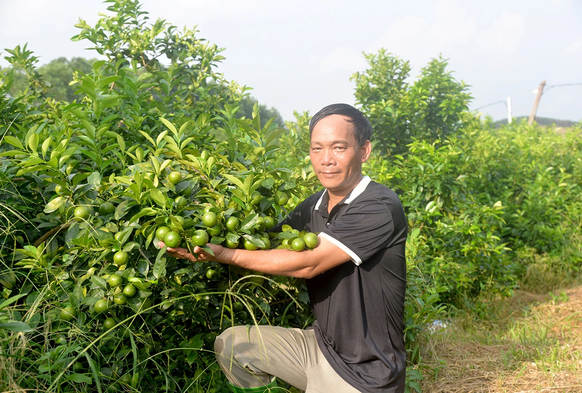 Chanh tứ mùa trên vùng đất đồi ở thôn Cây Nhãn, xã Yên Sơn của anh Triệu Trường Giang.