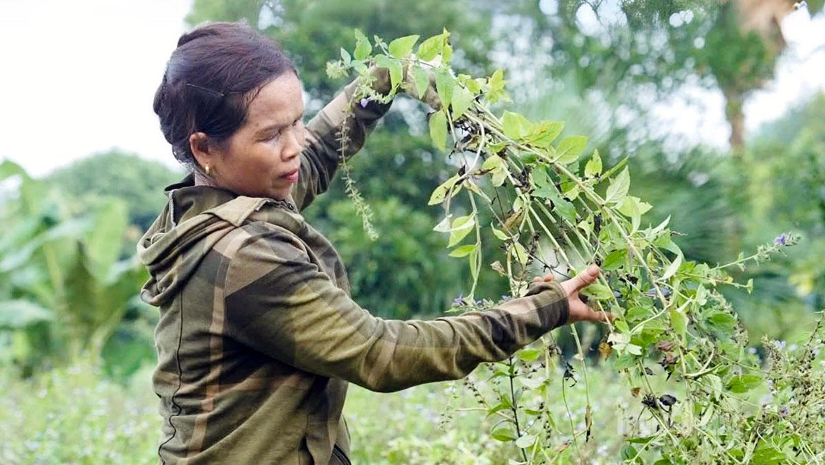 Người dân thu hoạch cây nhân trần.