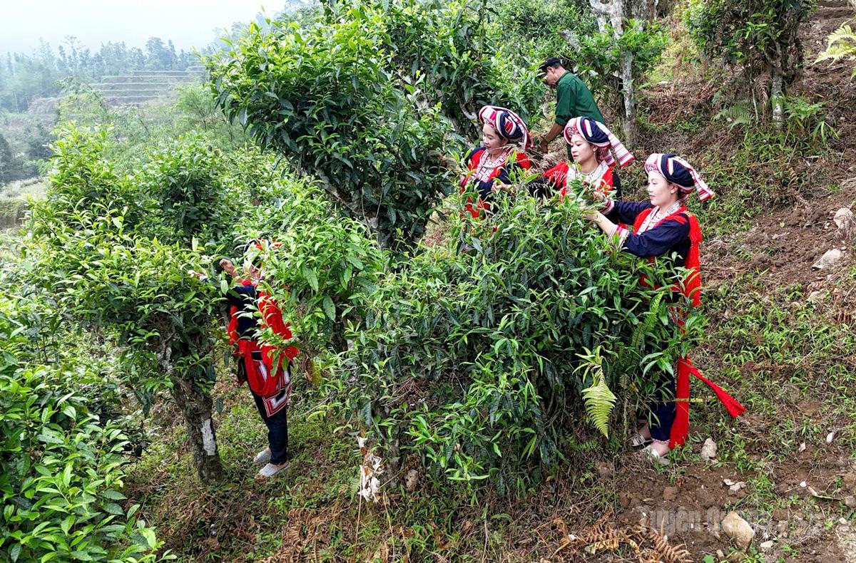 Người Dao đỏ ở Hồ Thầu
thu hoạch chè Shan tuyết.