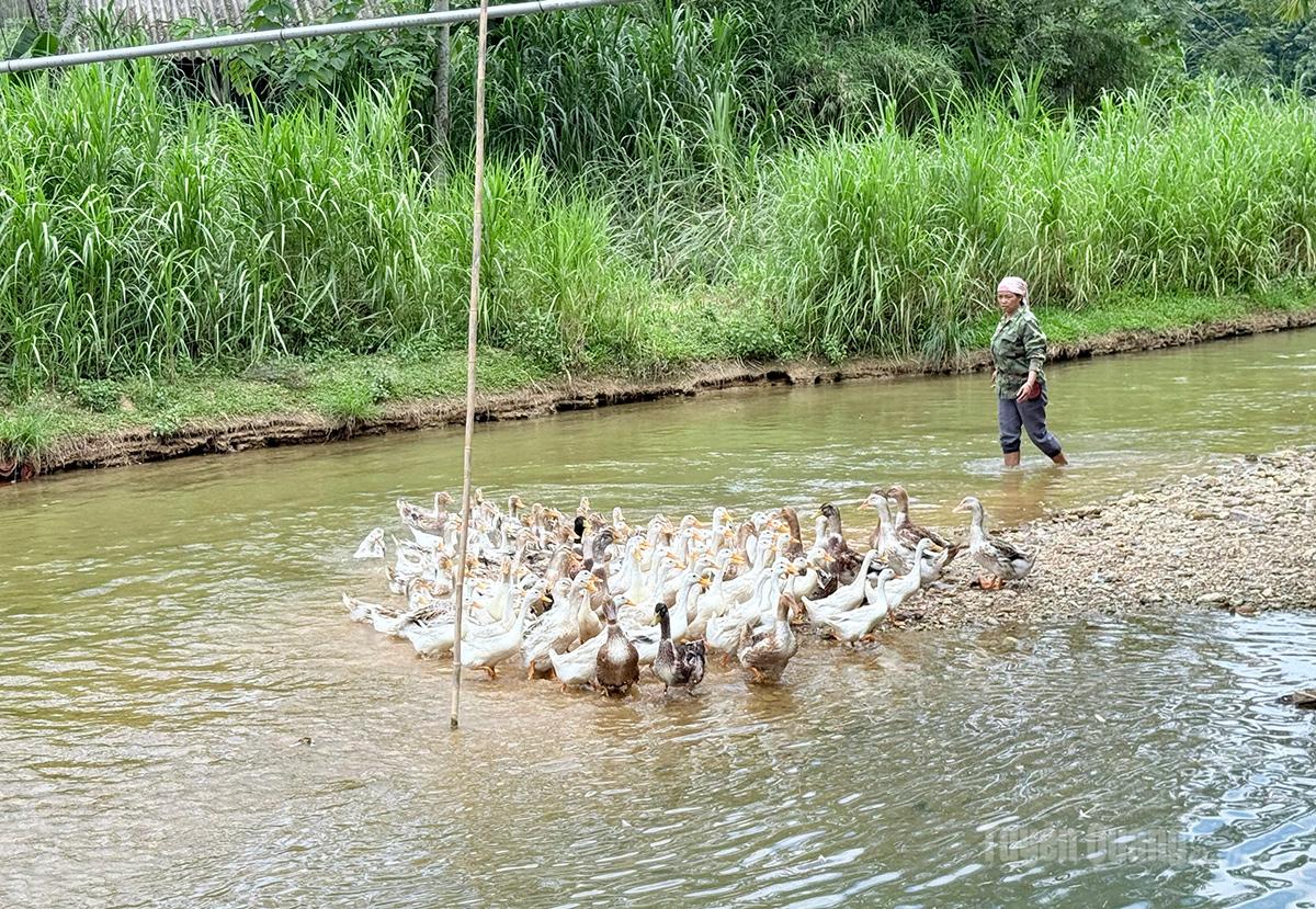 Gia đình chị Đặng Thị Kỳ, thôn Nà Lay, xã Hùng Lợi chăn nuôi vịt suối theo dự án.