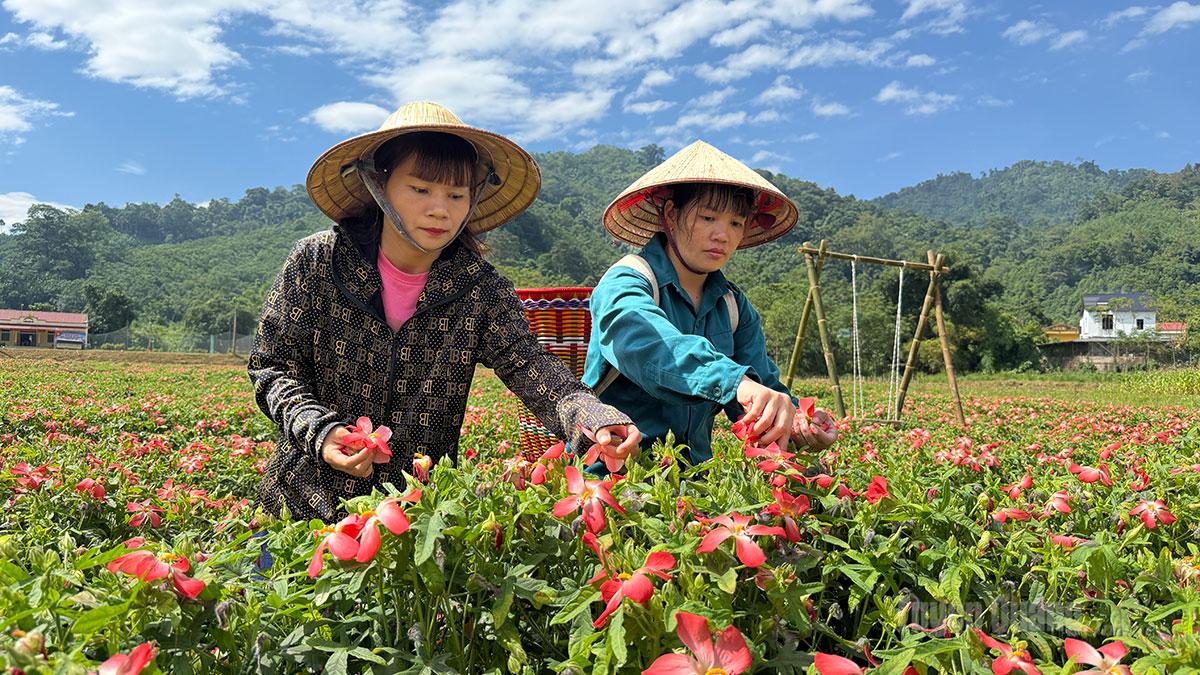 Nông dân xã Kiên Đài thu hoạch hoa sâm bố chính về làm trà.