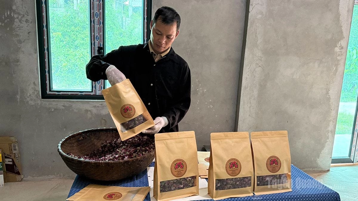Chu Van Hien, a resident of Ban Va Village, Kien Dai Commune, packages Bo Chinh ginseng flower tea.
