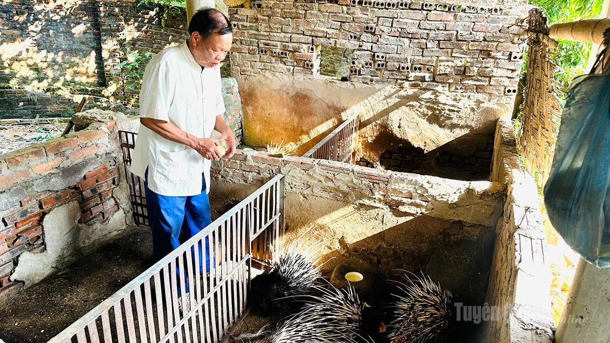 Phan Van Chien, a resident of Residential Group 20, An Tuong Ward, earns a stable income for his family from porcupine farming.