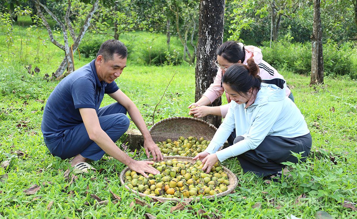 Người dân xã Xuân Vân thu hoạch hồng.
