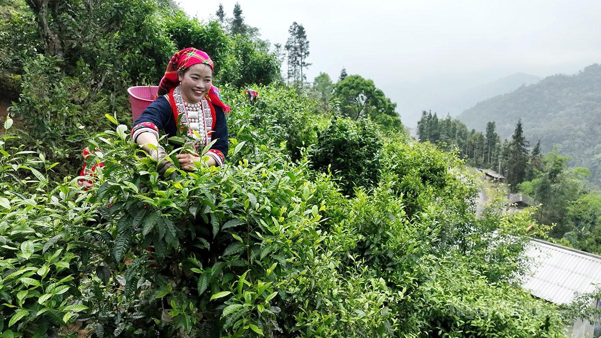 Khách du lịch trải nghiệm hái chè Shan tuyết tại xã Hồ Thầu.
