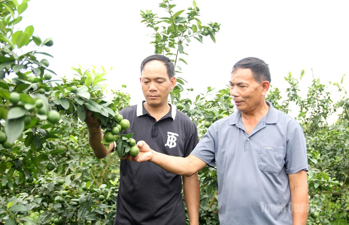 Nhờ sự khuyến khích, động viên của Bí thư Chi bộ Quang nên bà con yên tâm vươn lên làm giàu trên chính mảnh đất quê hương mình.