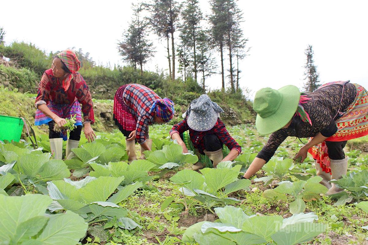 Người dân Thàng Tín chăm sóc cây bắp cải vụ đông.