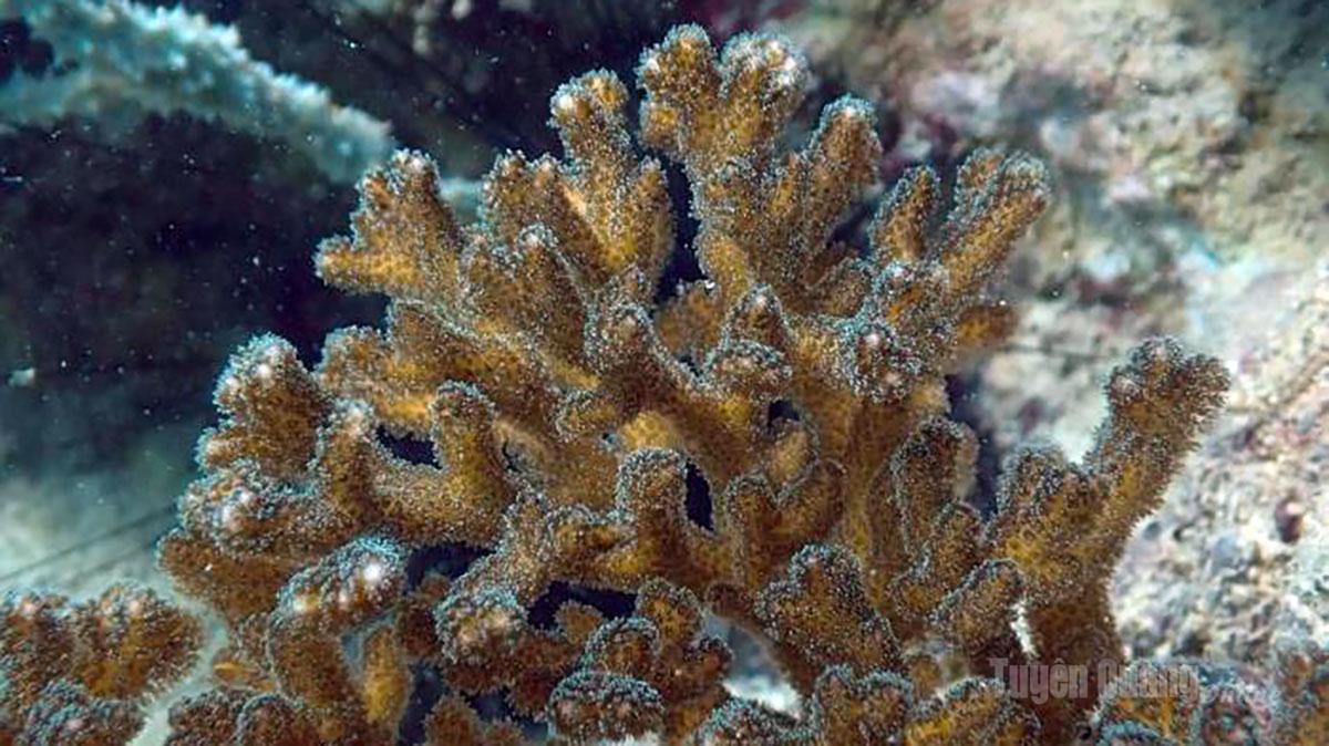  San hô cành đa mi - Pocillopora damicornis - Mức Nguy Cấp (EN).