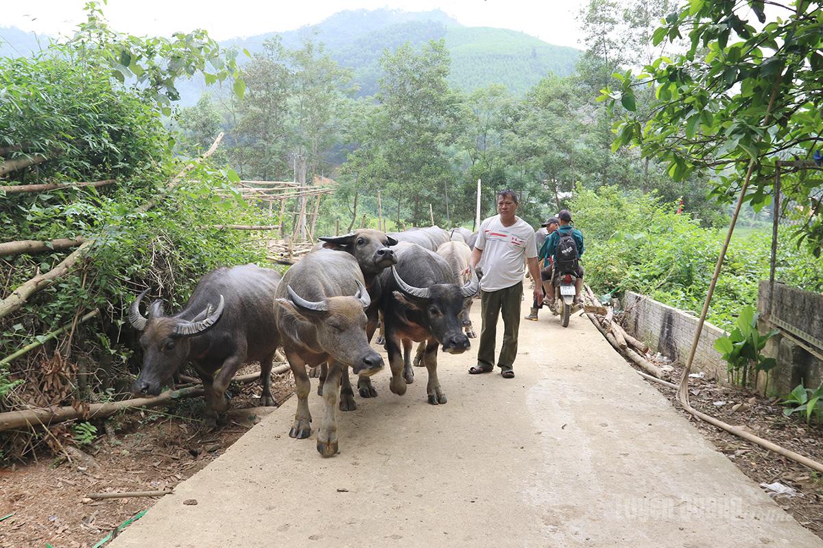 Gia đình anh Hoàng Tiến Dũng, thôn Đồng Đon, xã Minh Thanh phát huy hiệu quả nguồn vốn vay ưu đãi để mở rộng quy mô nuôi trâu sinh sản.