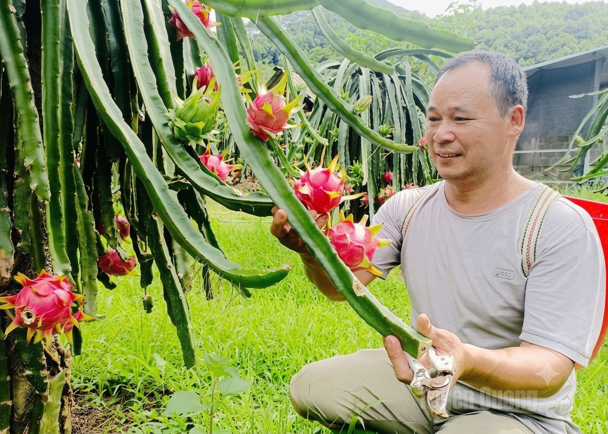 Vườn thanh long của đảng viên Thèn Văn Sồ, thôn Lũng Buông.