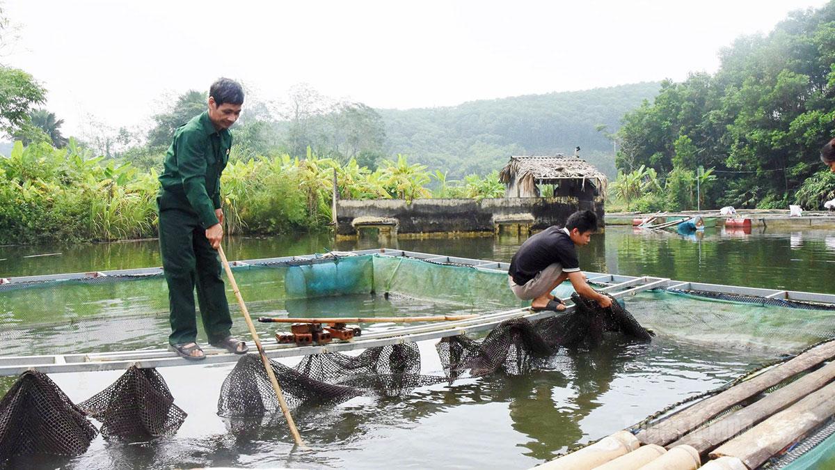 Ông Giang thường xuyên kiểm tra lồng nuôi để 
kịp thời phát hiện những 
bất thường của đàn cá.