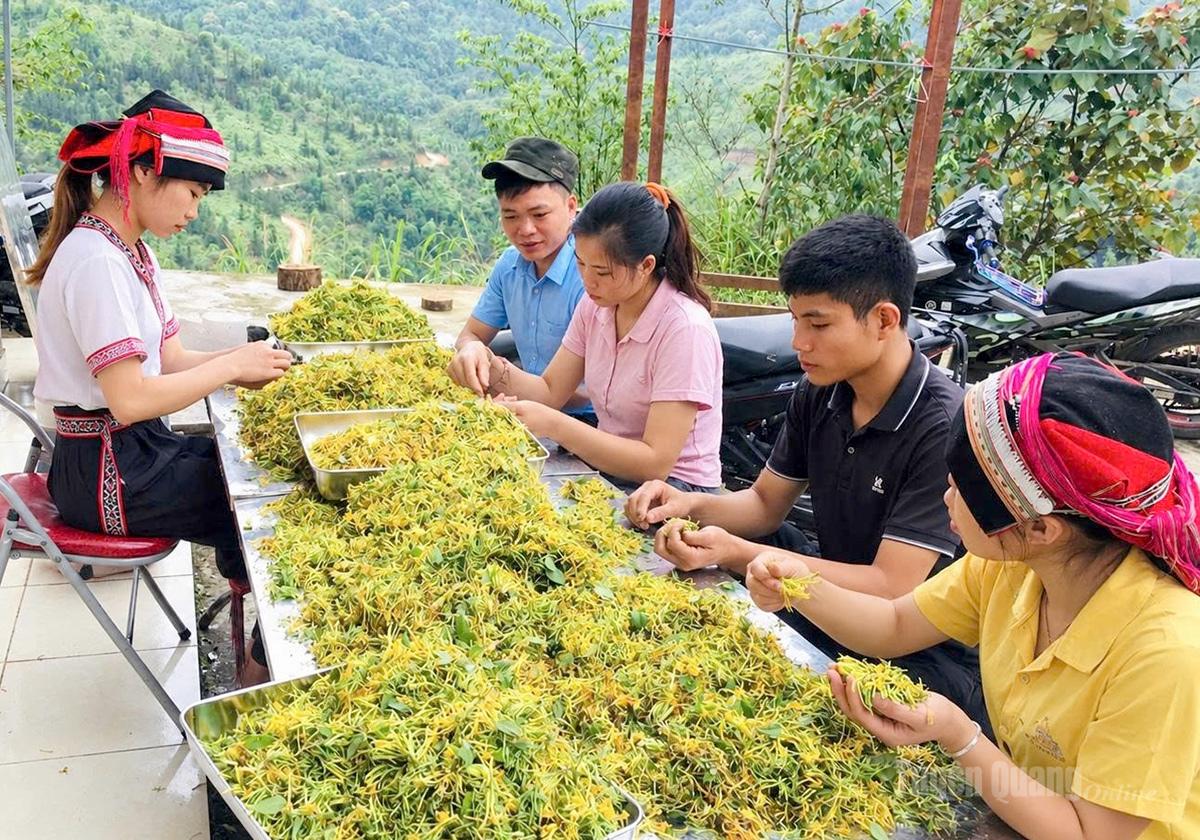Người dân thôn Nặm Đăm, xã Quản Bạ phân tách trà 
hoa kim ngân.