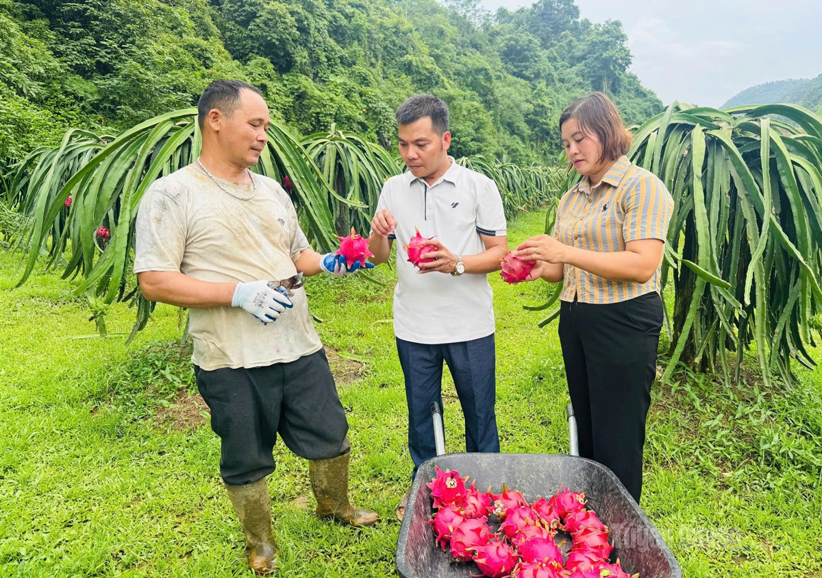 Cán bộ xã Thuận Hòa kiểm tra, kết nối tiêu thụ thanh long cho người dân thôn Lũng Buông.
